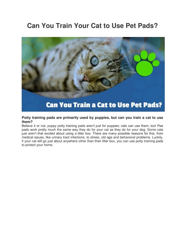 Can You Train Your Cat to Use Pet Pads? | Mednet Direct