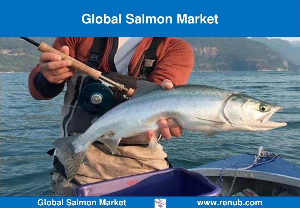 global salmon market