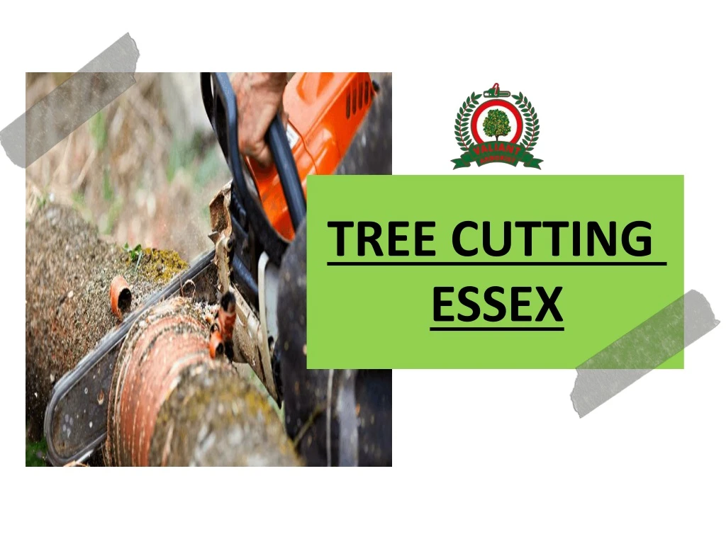 tree cutting essex