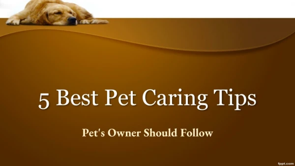 5 Best Pet Caring Tips