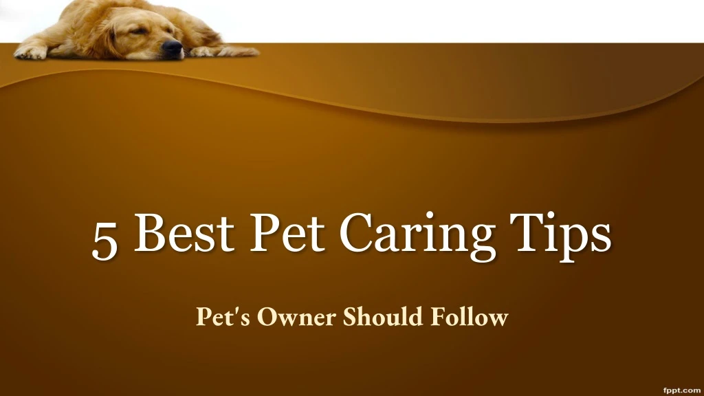 5 best pet caring tips