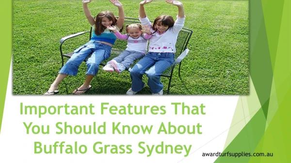 Important Features That You Should Know About Buffalo Grass Sydney