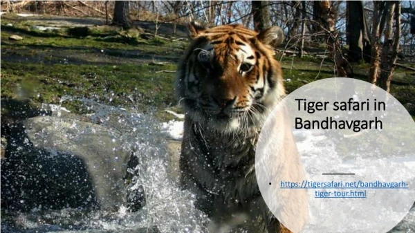 Tiger safari in Bandhavgarh