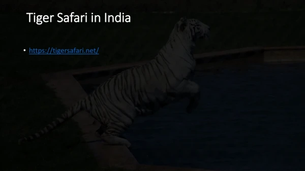 Tiger Safari in India