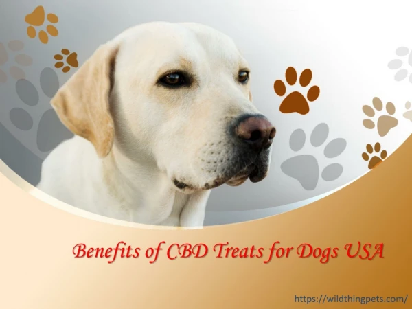 Benefits of CBD Treats for Dogs USA