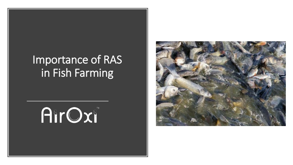 importance of ras in fish farming