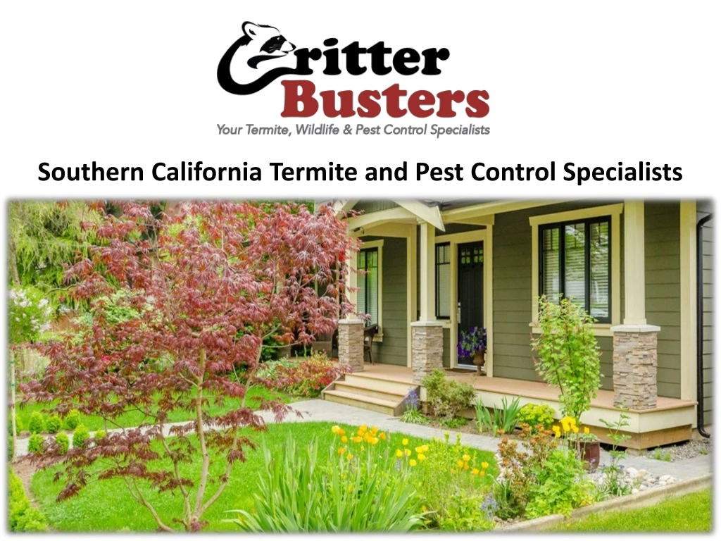 southern california termite and pest control