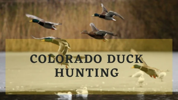 Colorado Duck Hunting