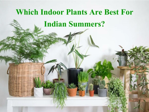 Which Indoor Plants Are Best For Indian Summers?