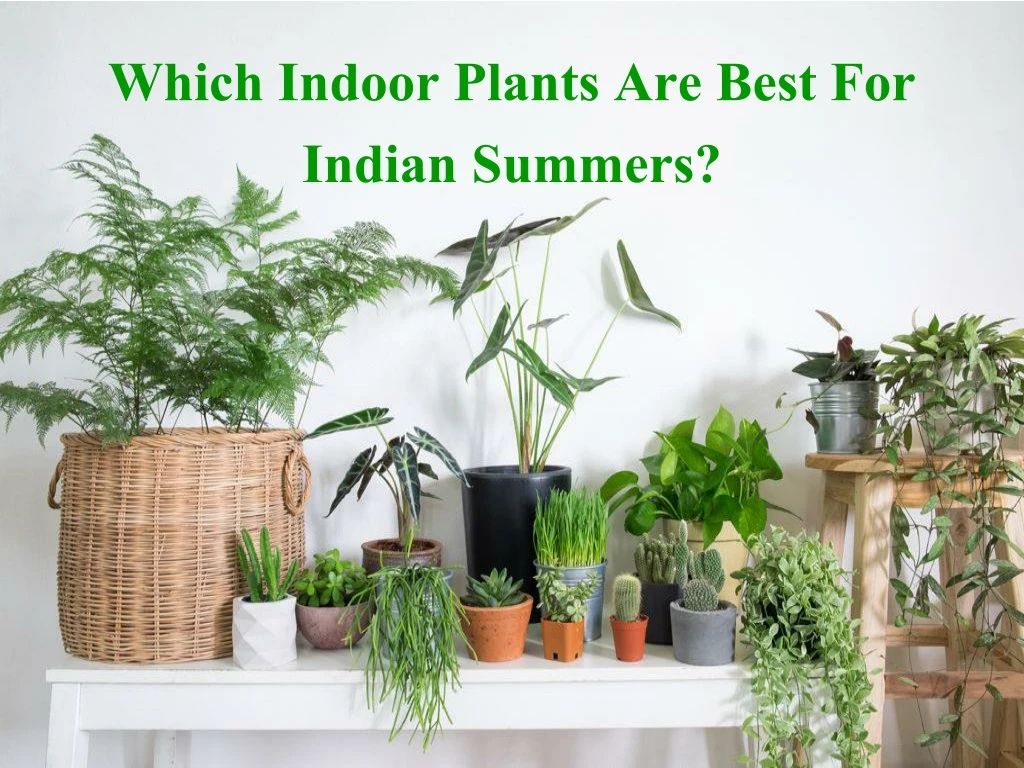 which indoor plants are best for indian summers