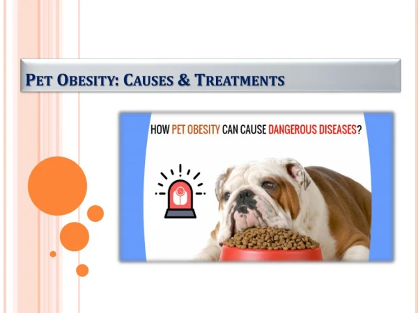 Pet Obesity Complications & Treatment