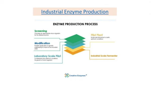 Industrial Enzyme Production