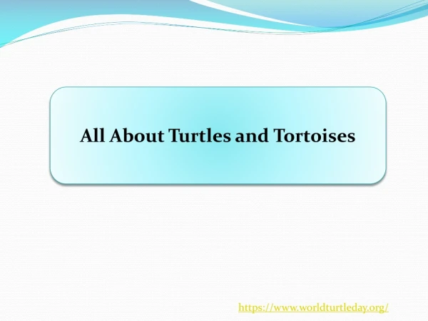All about Turtles and Tortoises