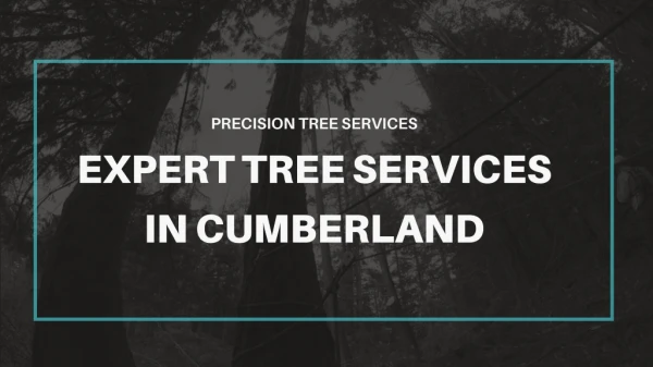 Expert Tree Services In Cumberland - Precision Tree Services