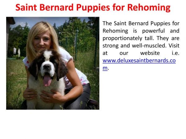 Saint Bernard Puppies for Rehoming