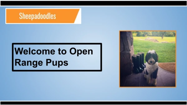 F1B Micro Sheepadoodle Puppies in Colorado | Open Range Pups