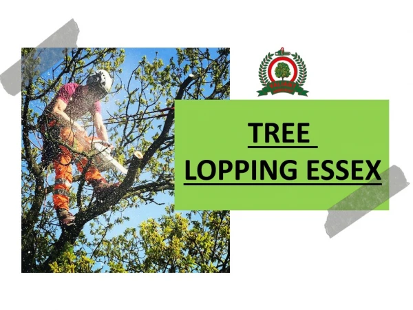 Tree Looping Service In Essex | Tree Pruning Service