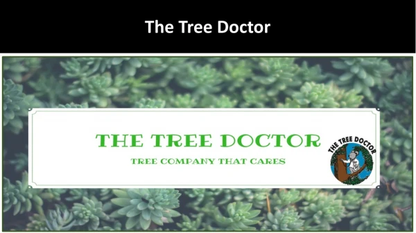 Professional Tree lopper Services | The Tree Doctor