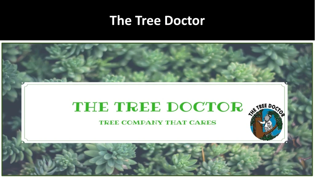 the tree doctor