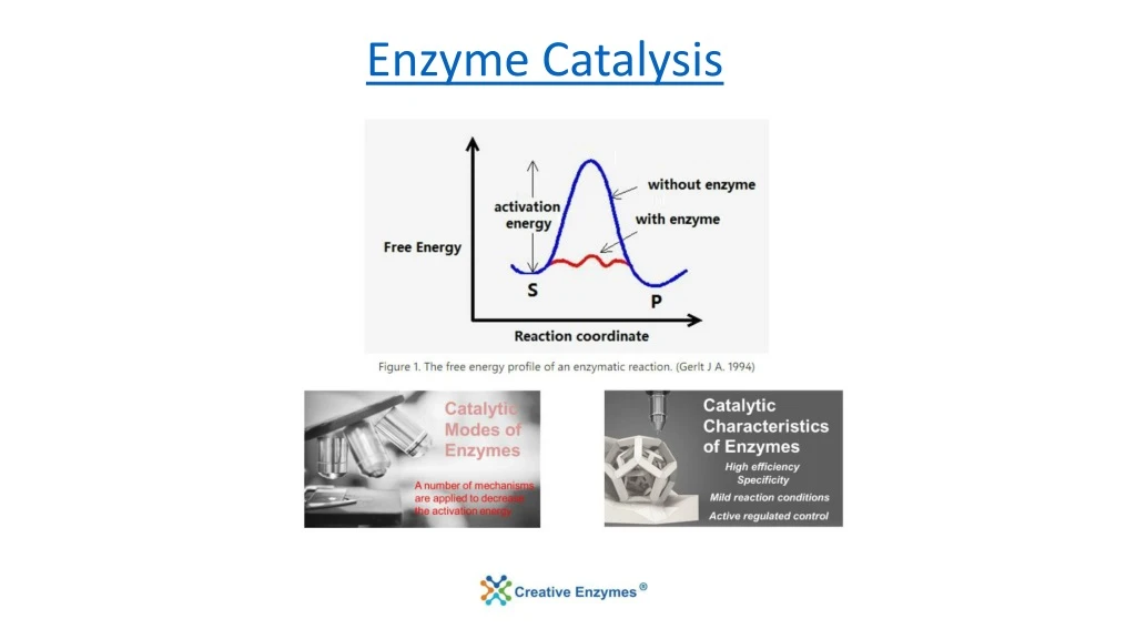 enzyme catalysis