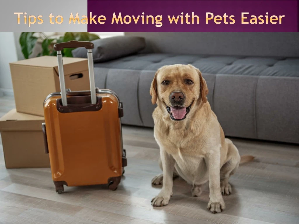 tips to make moving with pets easier