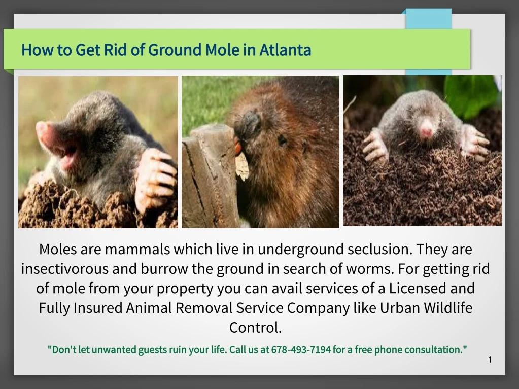 how to get rid of ground mole in atlanta