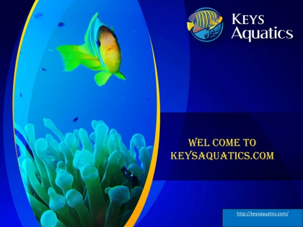 Key West’s Best Aquarium Design Team A Minute Away! Contact Now