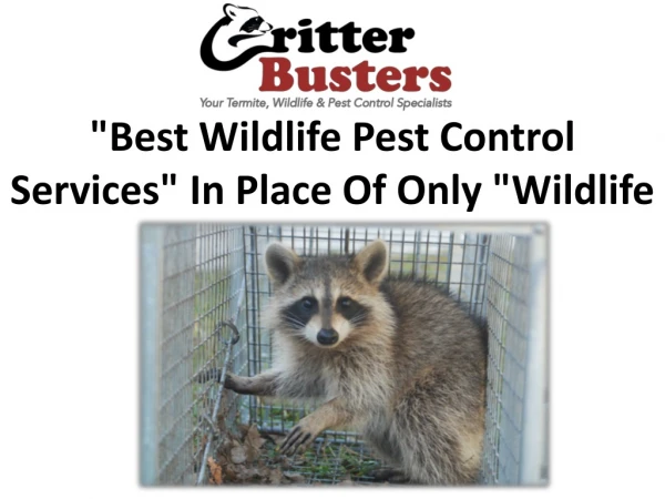 Best Wildlife Pest Control Services In Place Of Only Wildlife