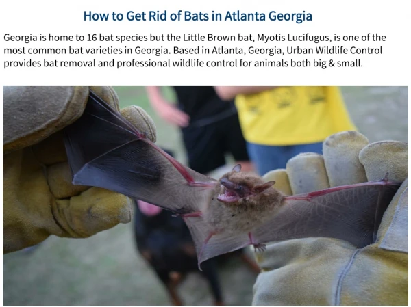 Bat Removal Services Atlanta