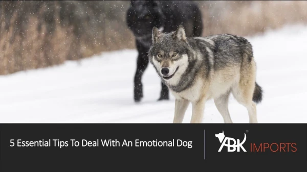 5 Essential Tips To Deal With An Emotional Dog
