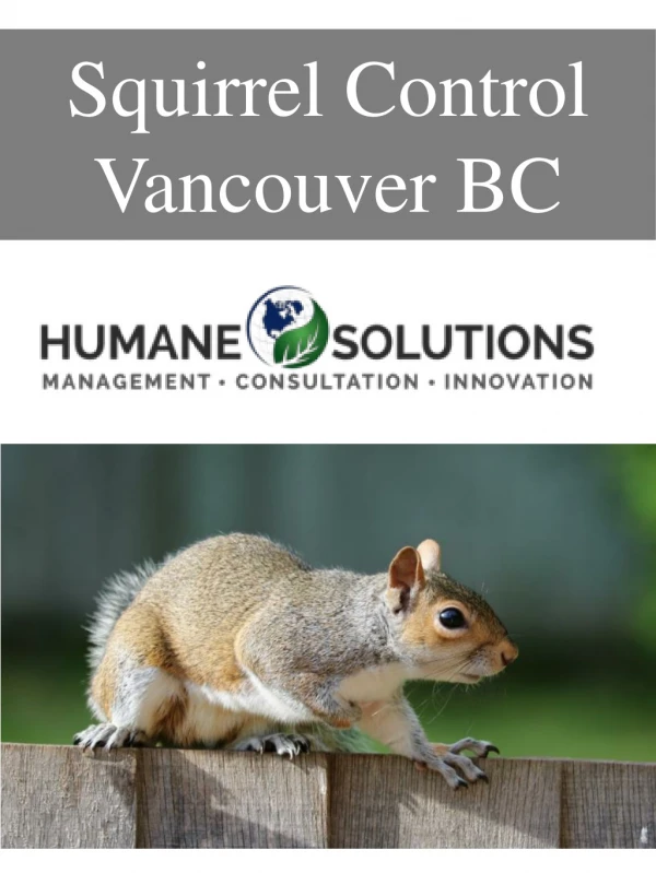 Squirrel Control Vancouver BC
