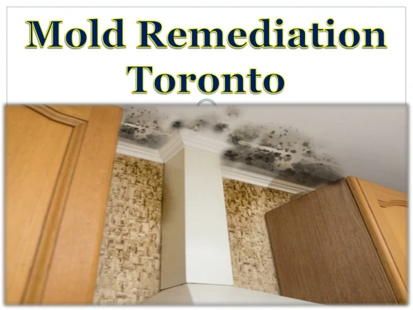 Mold Remediation Toronto