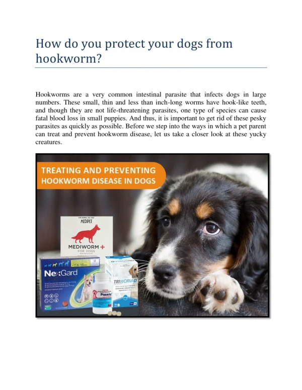 How do you protect your dogs from hookworm?