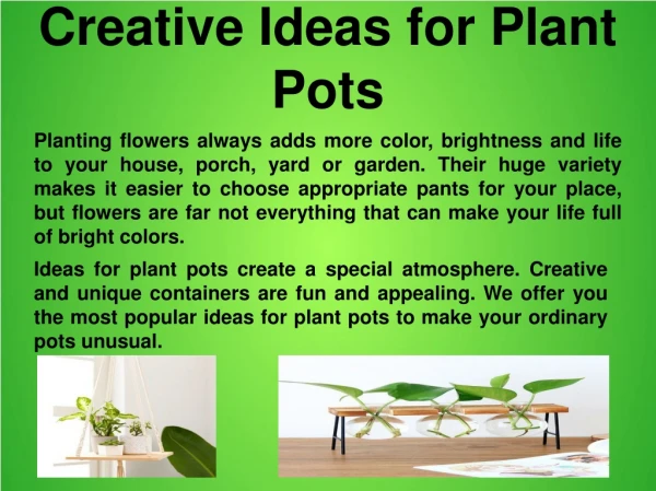 Creative Ideas for Plant Pots