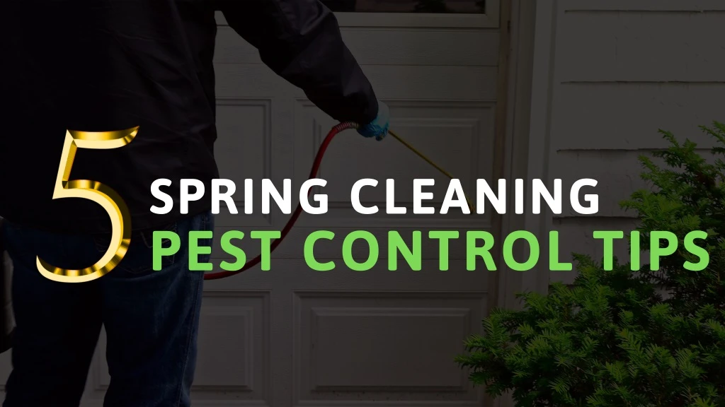 spring cleaning pest control tips