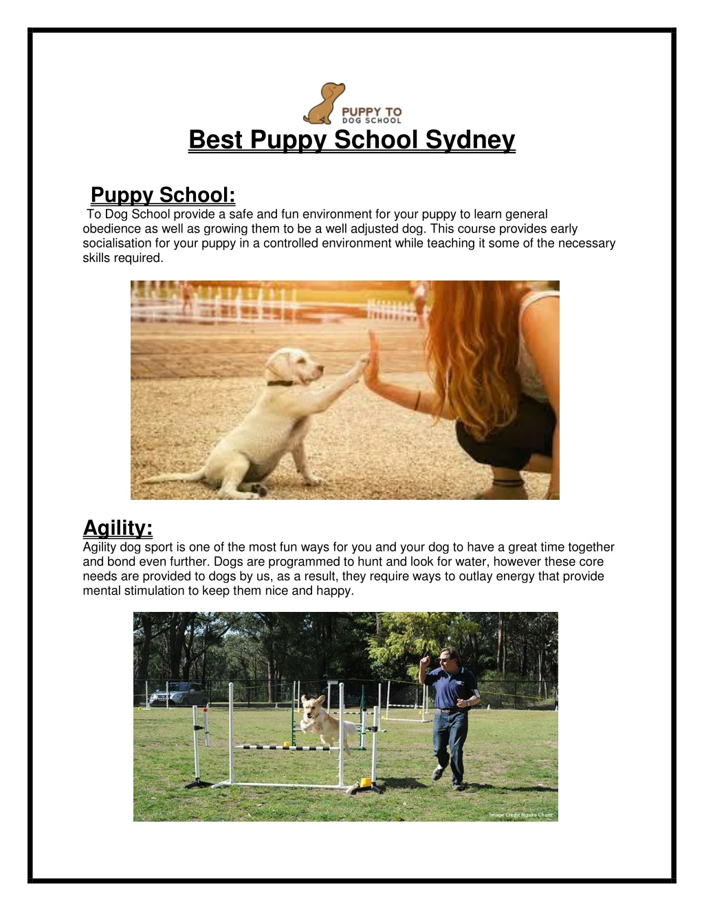 best puppy school sydney puppy school