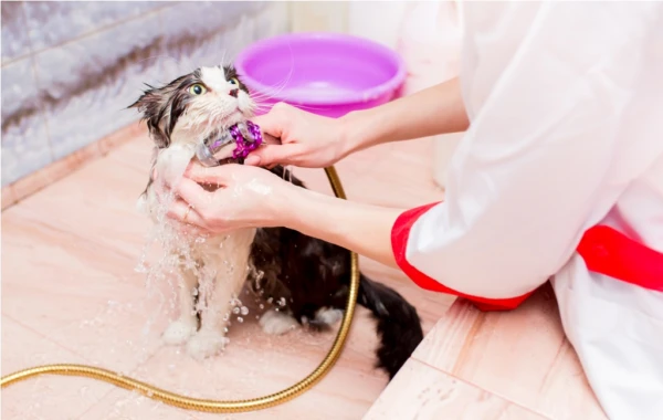 Best cat Shampoo