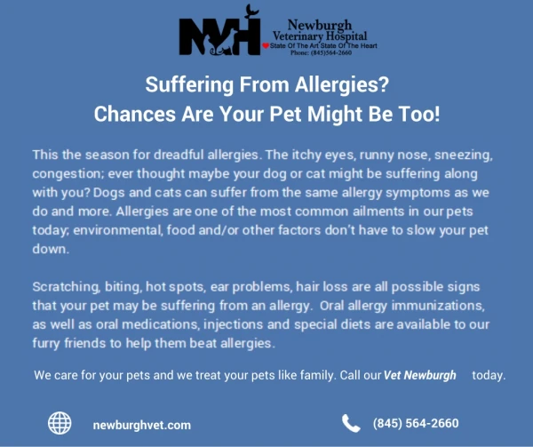 Suffering From Allergies - Chances Are Your Pet Might Be Too!