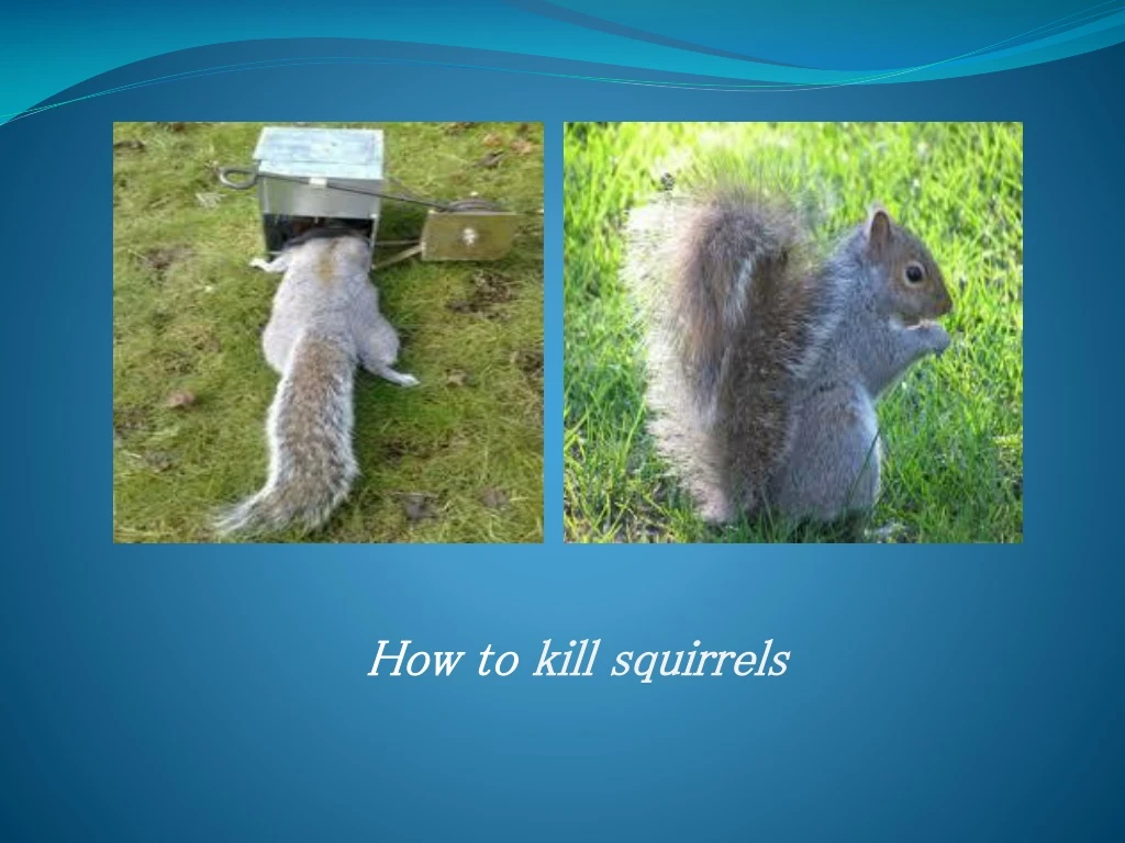 how to kill squirrels