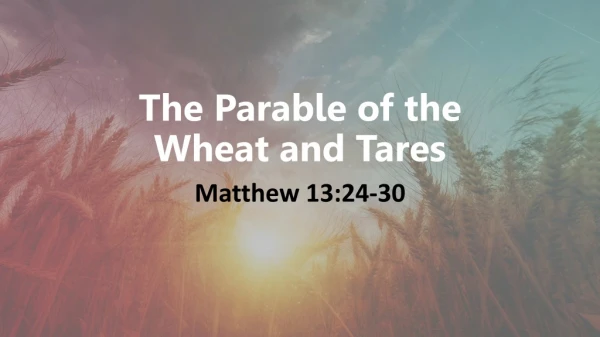 Sunday July 14, 2019 Sermon Matthew 13:24-30 -- Wheat and Tares Parable