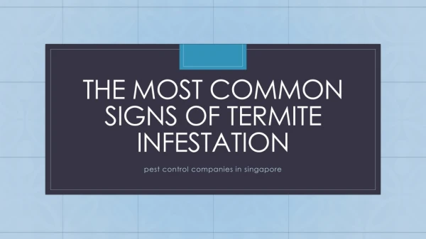 The Most Common Signs of Termite Infestation