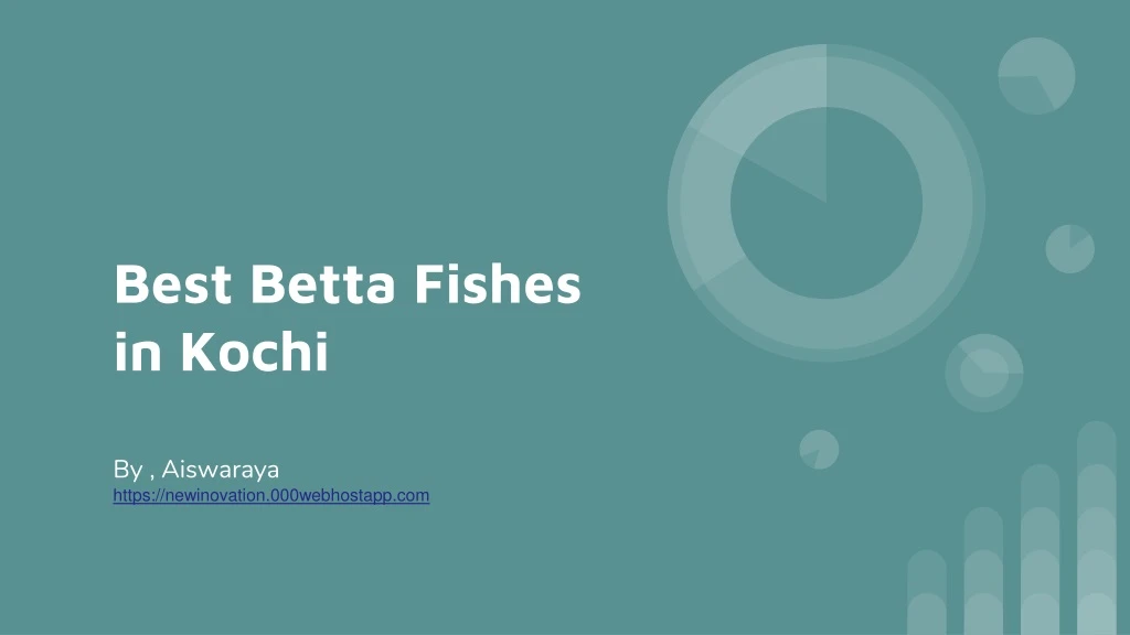 best betta fishes in kochi