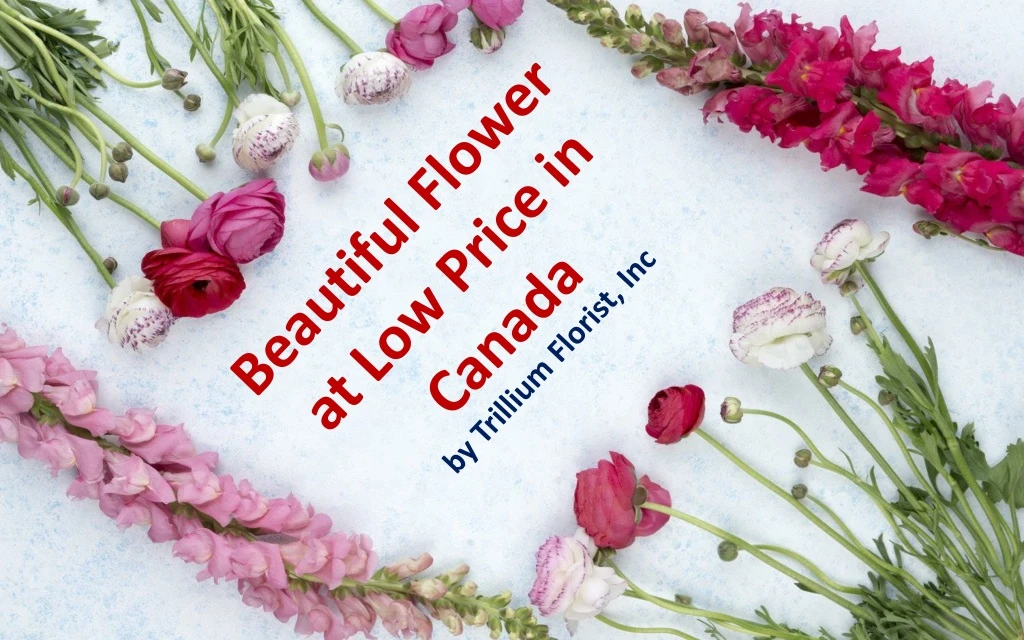 beautiful flower at low price in canada