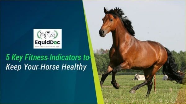 5 Key Fitness Indicators to Keep Your Horse Healthy
