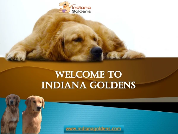 Golden Retriever Indiana