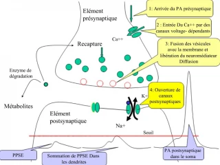 Enzyme de d gradation - slide 1