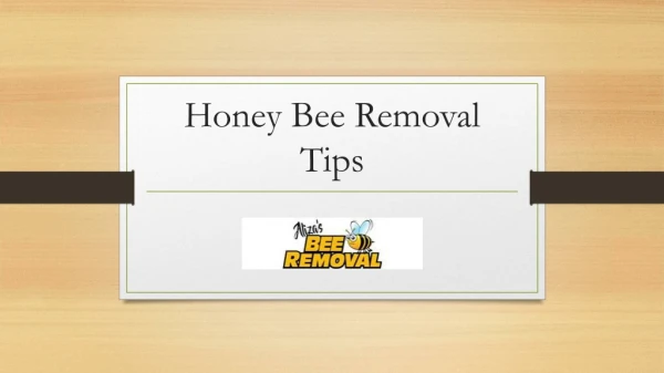 Honey Bee RemovalTips