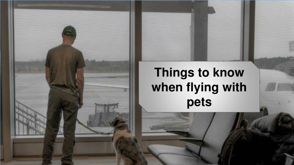 things to know when flying with pets