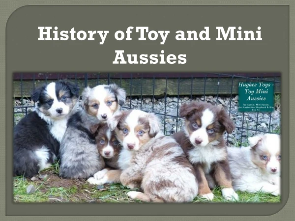History of Toy and Mini Aussies
