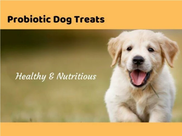 Probiotic dog treats from Drool Central-Healthy food for your dog